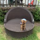 댕댕아띠 | [강원도 홍천/춘천] 1박 2일 가족여행｜애견동반 포링펜션, 남이섬, 아띠춘천닭갈비