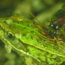 개구리의 천적, 큰노랑테먼지벌레 이미지
