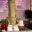 돼지게티 이미지