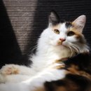 독한고양이 이미지