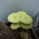 황금버섯 이미지