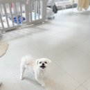 댕그리 이미지