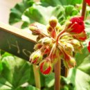 실내에서 키우기 쉬운 봄꽃식물 8가지 이미지