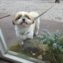 한국사료(주) | 강아지 방광결석 수술 후기 경과, 수술비용