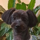 다이아몬독 이미지