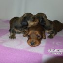 리코리아몰 이미지