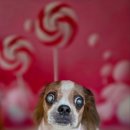 김포24시 힐 동물의료센터 이미지