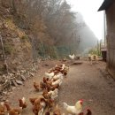 옥계농장 이미지