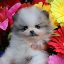 버디메디칼 이미지