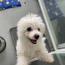 다시사랑받개 이미지