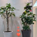 연세라벤더치과교정과치과의원 이미지