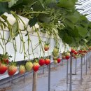 광인농장 이미지