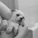 동백동물병원 이미지