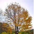 나무향기민박 이미지