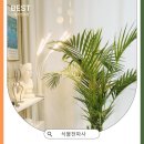 태양전파사 이미지