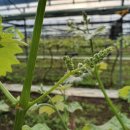 화수 농장 이미지