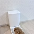 바램펫 밀리 앱연동 강아지 자동급식기 내돈내산 사용후기