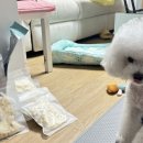 펫츄츄 | 마도로스펫 명태츄츄 1kg 급여 후기 – 신선한 명태살 큐브로 건강한 간식 타임!