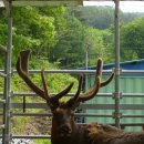 안터사슴농장 이미지