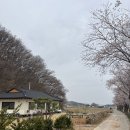 천안근교 세종근교 가볼만한 곳 청양 벚꽃 카페, 앵화당 방문후기(현재 개화상태 포함)