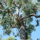 유칼립투스 나무 이미지