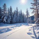 곡성 기차마을 애견동반펜션 | 촌캉스 곡성 나무 펜션 기차마을 근처 전라도 애견동반 숙소 추천