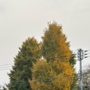 나들이세탁소 이미지