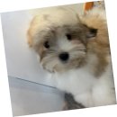 버디퍼피 강아지분양 일산점 | 용산강아지분양, 퍼피에몽에서의 행복한 시작