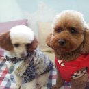 알콩달콩 애견샵 이미지