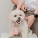 AOW(아오와) 이미지