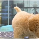 행복한 강아지 이미지