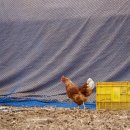 오진아 농촌치유농장 이미지