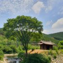 개삼터 | 개삼터 방문 후기: 자연 속 평화로운 휴식