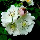 봉곡동240 이미지