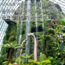 우림슈퍼 | 싱가포르 여행 추천 가든스바이더베이(플라워돔, 클라우드포레스트, 플로럴판타지) 예약 및 방문 후기