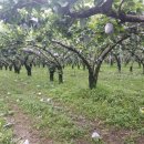 순천-11호 이미지