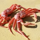 울진후포수산업협동조합 이미지