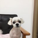 특별하개 이미지