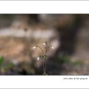 두리반디 이미지