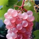 여우와 포도 이미지