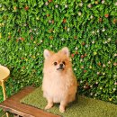 강아지놀이터 이미지