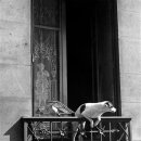 도시 강아지 이미지