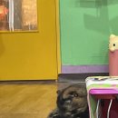 고양이를 부탁해 | [마산] 창원 고양이 카페 마산 합성동 고양이를 부탁해 내돈내산 후기