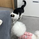 GD동물병원 이미지