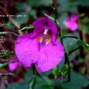 포크통기타 이미지