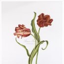 보태니컬아트 이미지