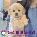 골든리트리버분양 골든리트리버책임분양 골댕이 대형견 애견샵 강아지책임분양 일산강아지분양 구리강아지분양 이미지