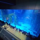 롯데월드아쿠아리움 | 롯데월드 아쿠아리움 후기, 8살 아이와 다녀온 잠실 나들이