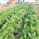 손해평가사 1차 - 재배학 및 원예작물학 이미지