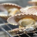 가리비 이미지